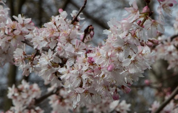 Prunus (aka Cherry Blossom)