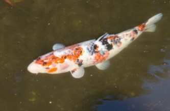 A Koi Carp in the pond about 50cm long but they can grow to well over a metre.